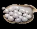 12000 Echo Beads