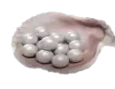 1800 Echo Beads